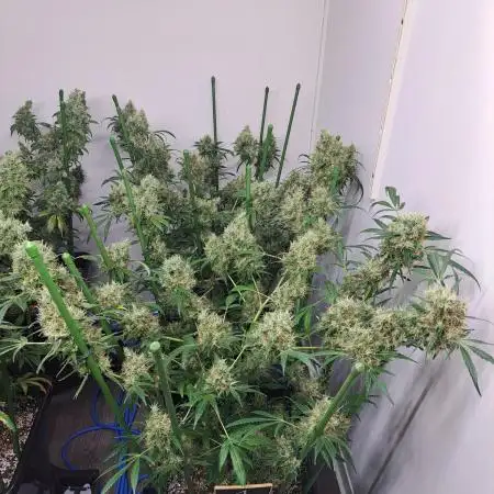 IN Biscotti Zamnesia clones 3 phenos
