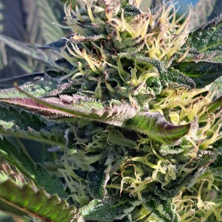 OUT Cookies Gelato CLONE