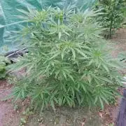 OUT Biscotti#7 CLONE
