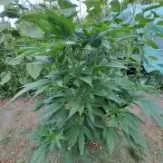 OUT Cookies Gelato CLONE