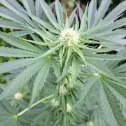 Sour Papaya