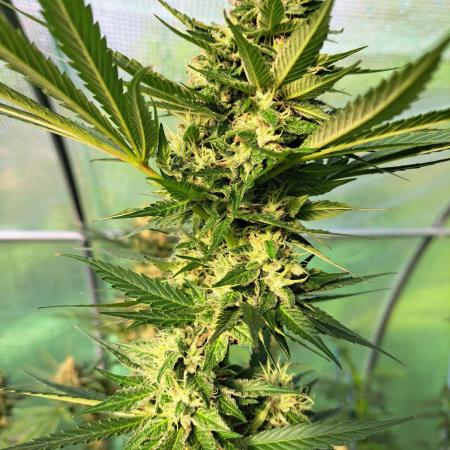 Amnesia Haze Go Fast