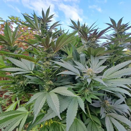 OUT/GH Liberty Haze & Cookies Gelato