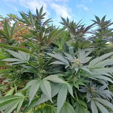 OUT/GH Liberty Haze & Cookies Gelato