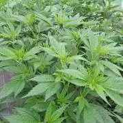 GH Cookies Gelato CLONE