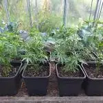 Greenhouse / Outdoor (?) Various Clones