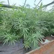 GH Biscotti#7 Zamnesia CLONE