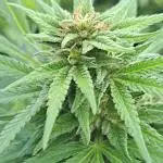 OUT Biscotti Zamnesia Clones