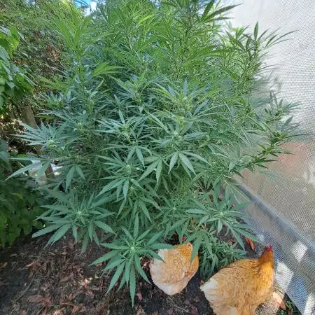 OUT Biscotti Zamnesia Clones