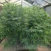GH Biscotti#7 Zamnesia CLONE
