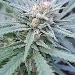 OUT Biscotti Zamnesia Clones