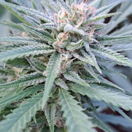 OUT Biscotti Zamnesia Clones