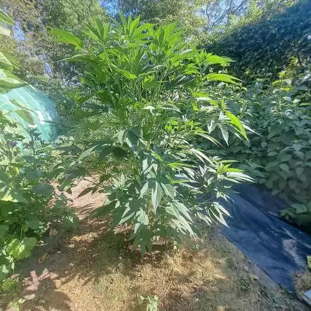 OUT Cookies Gelato CLONE