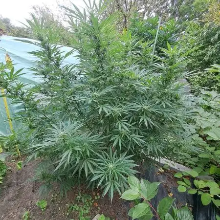 OUT Biscotti#7 CLONE