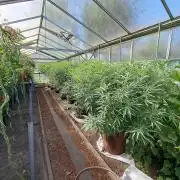 GH Biscotti#7 Zamnesia CLONE