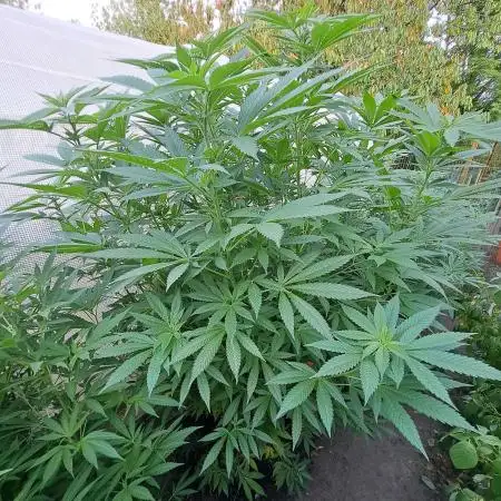 Biscotti Zamnesia Clones