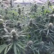 GH Biscotti#7 Zamnesia CLONE