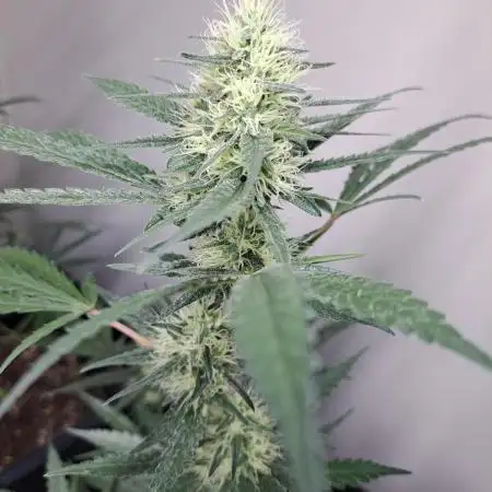 #NOVEGCANNABIS Challenge