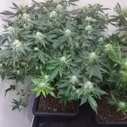 Sour Papaya CLONES
