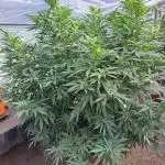 OUT/GH Liberty Haze & Cookies Gelato