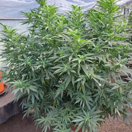 OUT/GH Liberty Haze & Cookies Gelato