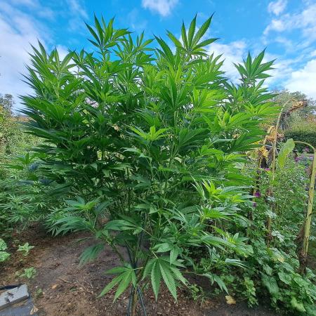 OUT Cookies Gelato CLONE