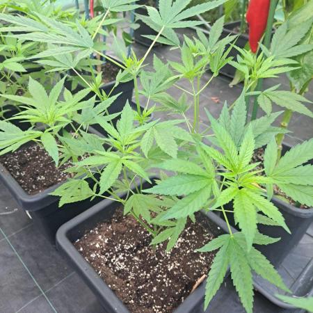 Sour Papaya CLONES