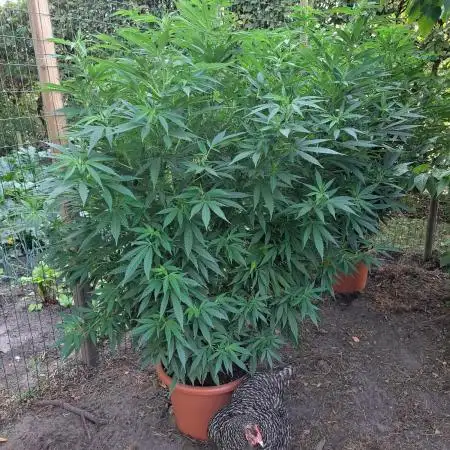 OUT/GH Liberty Haze & Cookies Gelato
