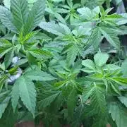 Halle Berry CLONE