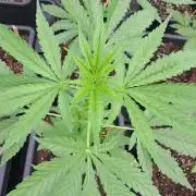 Sour Papaya