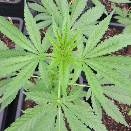 Sour Papaya