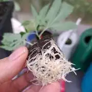 Halle Berry CLONE