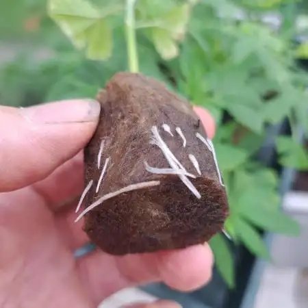 Zoap Rosé CLONES