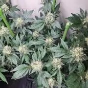 Zoap Rosé CLONES