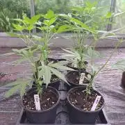 Clementine Slush CLONES
