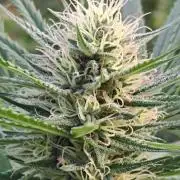 GH Biscotti#7 Zamnesia CLONE
