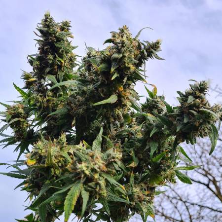 Exotic Witch - Pheno hunt