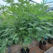 GH Cookies Gelato CLONE