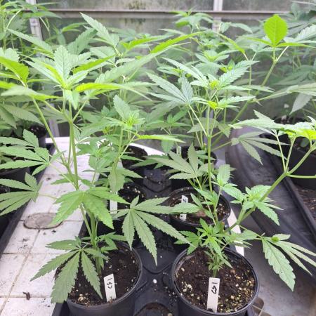 Clementine Slush CLONES