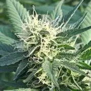 GH Cookies Gelato CLONE