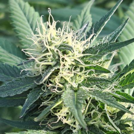 GH Cookies Gelato CLONE