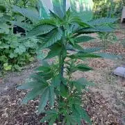 OUT Cookies Gelato CLONE
