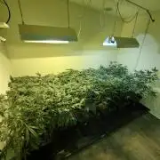 Clementine Slush CLONES