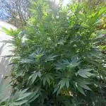 OUT/GH Liberty Haze & Cookies Gelato
