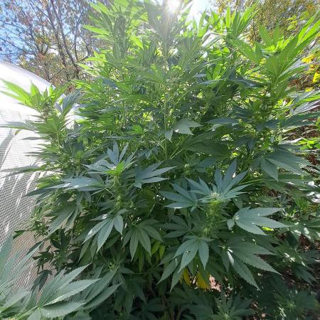 OUT/GH Liberty Haze & Cookies Gelato