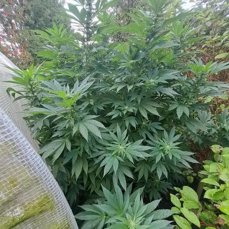 OUT/GH Liberty Haze & Cookies Gelato