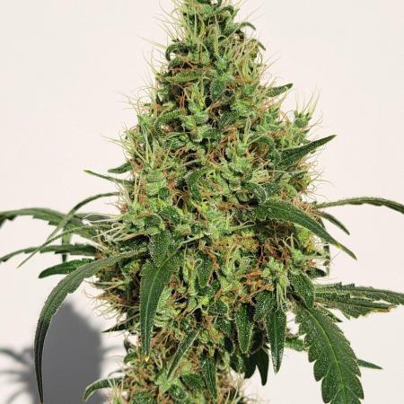 IN Biscotti Zamnesia clones 3 phenos