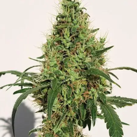 IN Biscotti Zamnesia clones 3 phenos