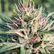 Sour Papaya