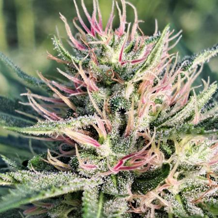 Sour Papaya